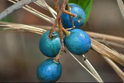 Голубой квандонг: польза, вред, рецепты с плодами бисерного дерева
