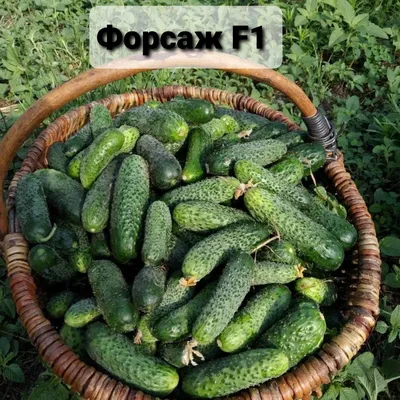 семена огурца Форсаж F1, купить за 20.00 грн. :: Rastim