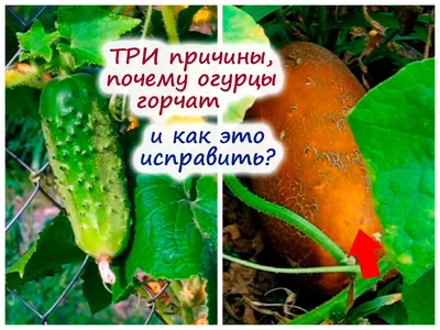 Семена Огурец Засолочный Сибирский сад 66212690 купить в интернет-магазине  Wildberries