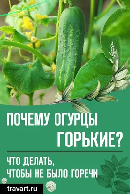 Горький огурец / Bitter Cucumber, Kongka Herb / 100 капсул: купить по  лучшей цене Украина Киев