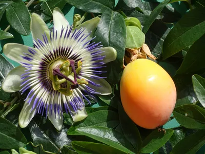 пассифлоры, или страстоцвета голубого (Passiflora caerulea