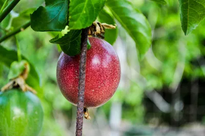 Маракуйя- Пассифлора съедобная - Страстоцвет - Гранадилла пурпурная - «плод  страсти» - пэшнфрут
