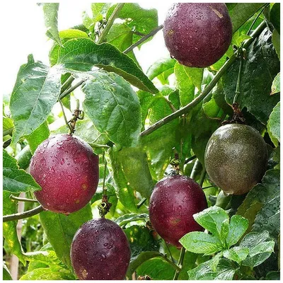 Маракуйя - Страстоцвет съедобный - Гранадилла - (лат. Passiflora edulis)  семена 5шт — купить в интернет-магазине по низкой цене на Яндекс Маркете