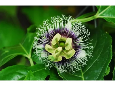 Маракуйя - Passiflora edulis. Уход за маракуйей, выращивание