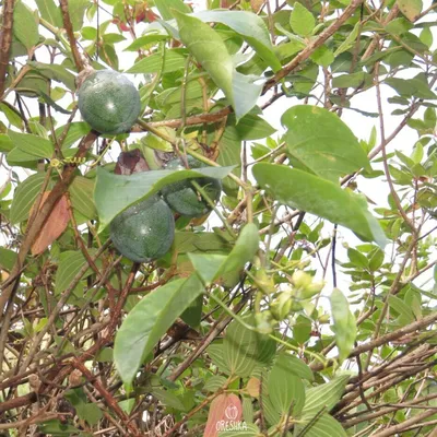 экзотические фрукты на летний тропический состав папайя, кумкват, гранадилла,  фрукт страсти - стоковое фото 907891 | Crushpixel