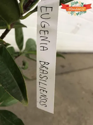 Растение Грумичама, бразильская вишня купить в Mandarin-shop.ru