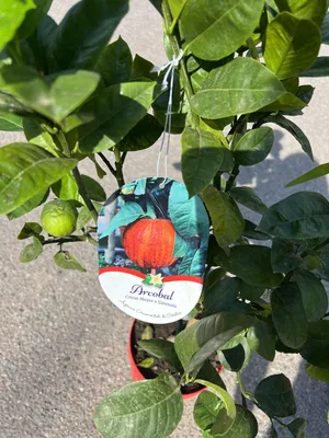 Растение Звёздчатое яблоко, каимито - купить в Mandarin-shop.ru
