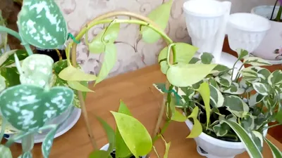 Саррацения растение-хищник купить в магазине mandarin-shop.ru