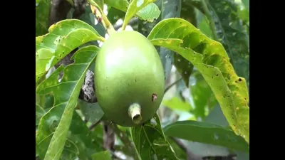 Растение Звёздчатое яблоко, каимито - купить в Mandarin-shop.ru