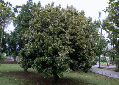 Растение Грумичама, бразильская вишня купить в Mandarin-shop.ru