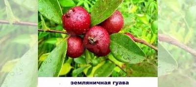 https://www.avito.ru/balashiha/rasteniya/guava_2704937179