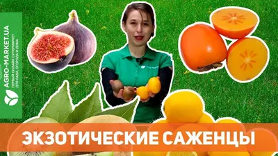 Гуава земляничная (15-30 см) купить почтой в Одессе, Киеве, Украине |  Agro-Market