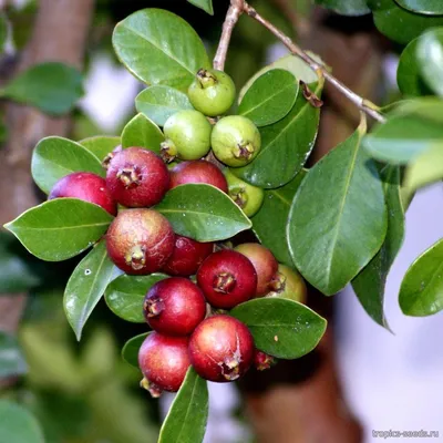 Psidium cattleianum - Псидиум, Гуава земляничная - купить семена на Tropics  Seeds.