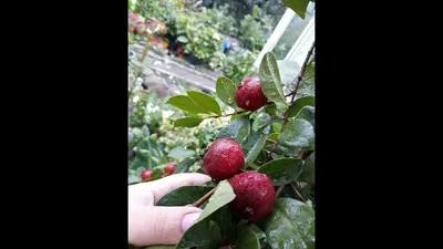 🍏 Гуава [тропическое яблоко]: выращивание в домашних условиях