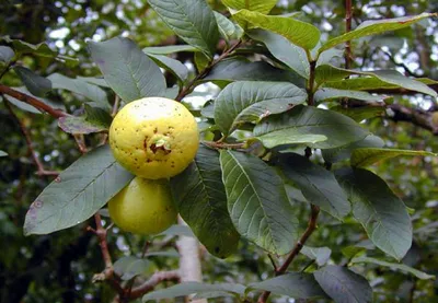 Psidium cattleianum - Image of an specimen - Plantarium