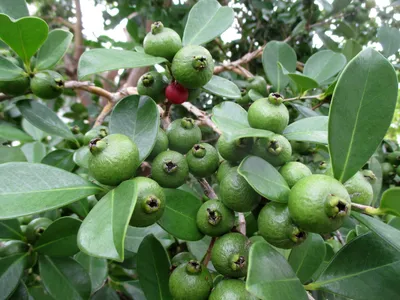 Psidium cattleianum Images - Useful Tropical Plants