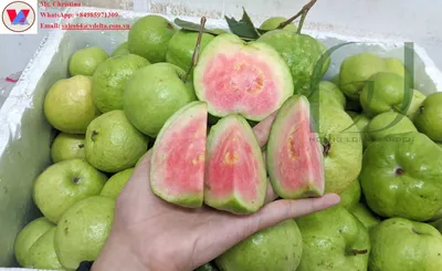 Чайная смесь Banshee Арбуз Гуава (Watermelon Guava) ➽ купить в Киеве с  доставкой по Украине - Smoky Shop