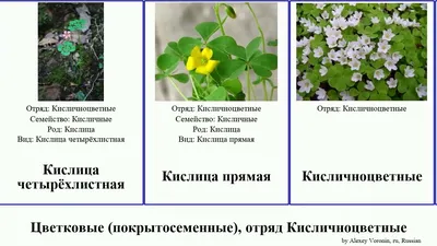 Цветковые (покрытосеменные), отряд Кисличноцветные кислица angiosperms  мешочковый Loom квандонг - YouTube