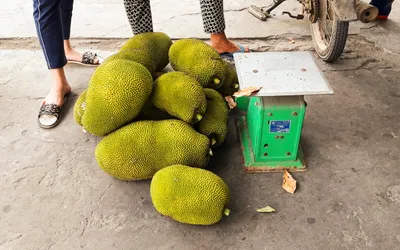 Джекфрут - экзотический фрукт - хлеб для бедных и доступный Афродизиак |  2X2TRIP | Дзен