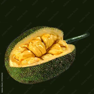 Экзотический фрукт-джекфрут, иллюстрация Stock Vector | Adobe Stock