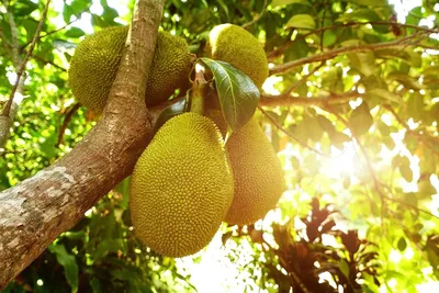 Тайские фрукты. Джекфрут — Блог Милы