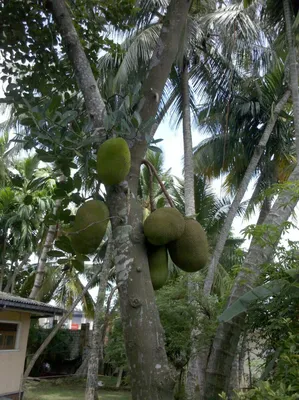Интересные фрукты - Джекфрут (Канун, Khanoon, Jackfruit, Нангка, плод  индийского хлебное дерево). Плоды Джекфрута — самые большие плоды,  произрастающие на деревьях: их вес достигает 34кг. Внутри плода находятся  несколько больших сладких желтых
