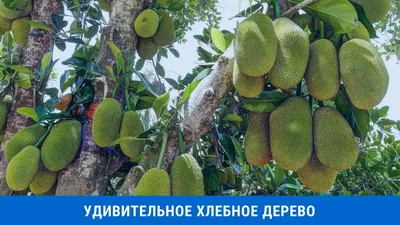 джекфрут является большим плодом его полезно для здоровья и содержит  витамин Стоковое Фото - изображение насчитывающей ладонь, зловонно:  222978562