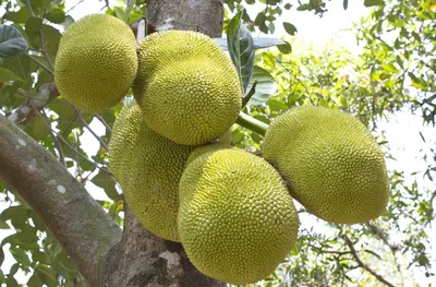 Джекфрут — экзотический тайский фрукт — mythaiguide.ru
