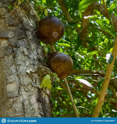 Плод калебаса на дереве стоковое фото. изображение насчитывающей свеже -  151250358