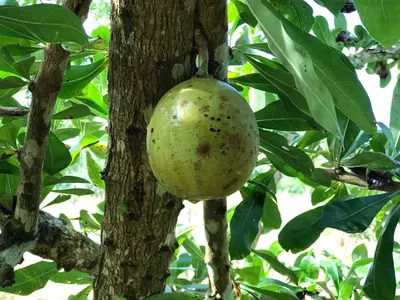 Дерево общего калебаса Cujete Crescentia в результате плоды Стоковое Фото -  изображение насчитывающей здоровье, полость: 211529004