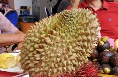 Durio zibethinus - Image of an specimen - Plantarium