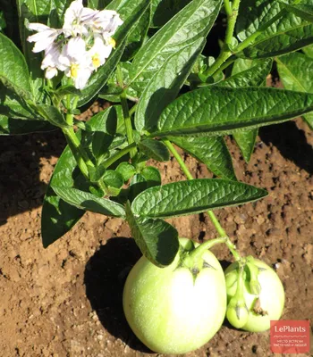 Дынная груша (Solanum muricatum) — описание, выращивание, фото | на  LePlants.ru