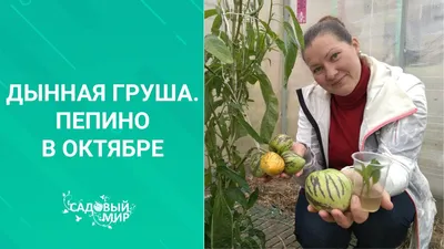 ДЫННАЯ ГРУША - экзотика на грядке. Как вырастить в обычном саду в Средней  полосе - YouTube