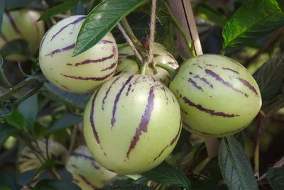 Плодоовощ дыни Pepino стоковое изображение. изображение насчитывающей дыня  - 107892673