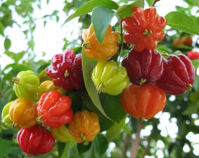 Евгения — изящная и скромная суринамская вишня. Питанга. Уход в домашних  условиях. Фото — Ботаничка