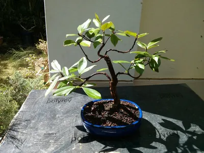 Евгения — изящная и скромная суринамская вишня. Питанга. Уход в домашних  условиях. Фото — Ботаничка