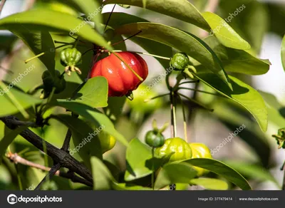 Суринамская вишня (Eugenia uniflora) - PictureThis