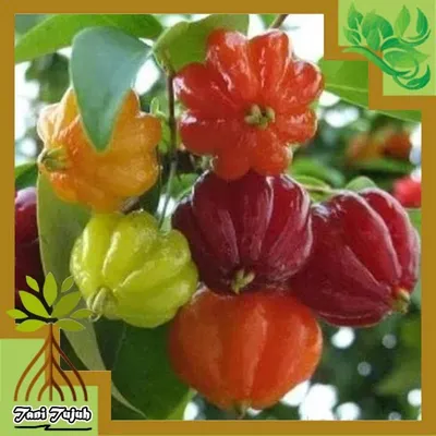 Суринамская вишня, или Питанга, или Евгения одноцветковая (Eugenia  uniflora) - YouTube