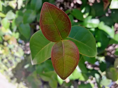 Eugenia uniflora - Изображение особи - Плантариум
