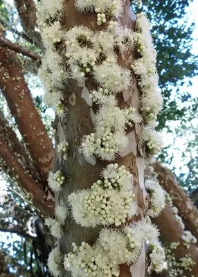 Жаботикаба – удивительное дерево, у которого плоды растут прямо на стволе |  Ваша Планета | Дзен