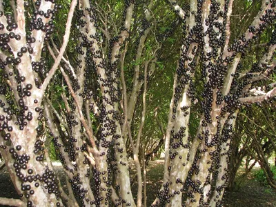 Жаботикаба (джаботикаба), бразильское виноградное дерево | Дерево, Садовые  растения, Растения
