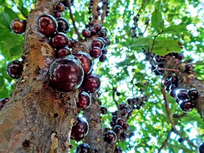 Бразильское дерево выращивает плоды на стволе