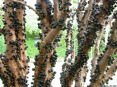 Жаботикаба - удивительное дерево | Любопытно 🔍 | Дзен