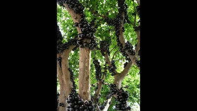 Джаботикаба — удивительное виноградное дерево | Пикабу