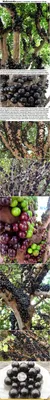 Джаботикаба (Жаботикаба): фото ягод дерева, описание, свойства