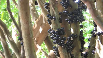 Записки из джунглей Бразилии - как собрать ягоды жаботикабы с высокого  дерева | Бобры из Бразилии | Дзен