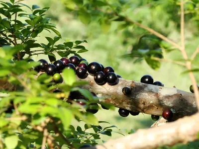 Виноградное дерево / Жаботикаба | Как растёт это редкое растение - YouTube
