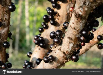 Дерево, полное бразильских фруктов жаботикаба в солнечный день,  концептуальное изображение | Премиум Фото