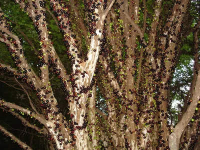 Джаботикаба – удивительное дерево | Николлетто