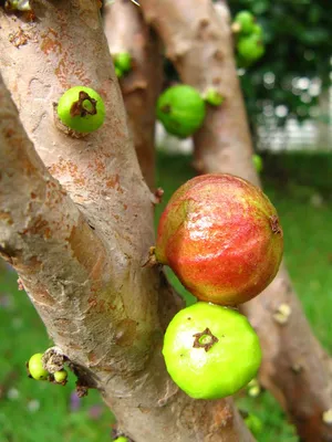 Жаботикаба (джаботикаба), бразильское виноградное дерево